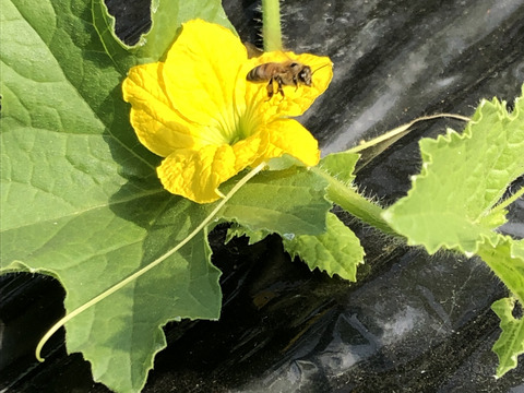 【お試し】【メロンは秋が旬!?】彩菜(あやな)メロン【一度食べたらメロンの虜♡】