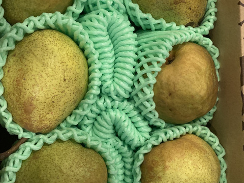 【毎年完売感謝】 【2025年度先行予約】 幻の品種 数量限定販売！秀品 ラネージュ！ 約2㎏ 6玉～10玉 山形県産 RNE01-01-01