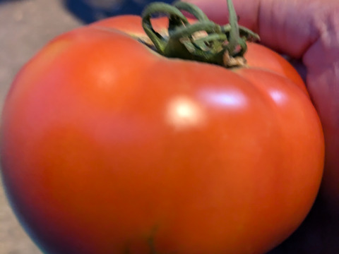 完熟とまと Secoma セイコーマート 北海道余市町産 完熟トマト酎ハイ 350ml