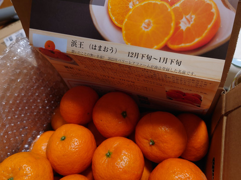 プチプチ食感　浜王(はまおう)みかん　唐津産（ハウス栽培）2.5㎏
