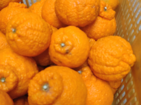 【訳あり】でっかいサイズの不知火((デコ)9.5kg(箱込み)