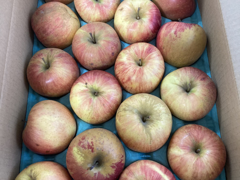 プライスダウン！！信州りんご🍎C品8キロ：長野県産のふじ｜食べチョク