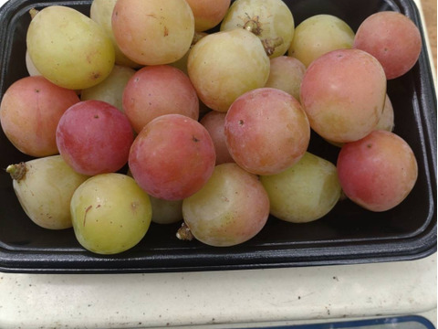 【訳あり】ゴルビー2kｇ