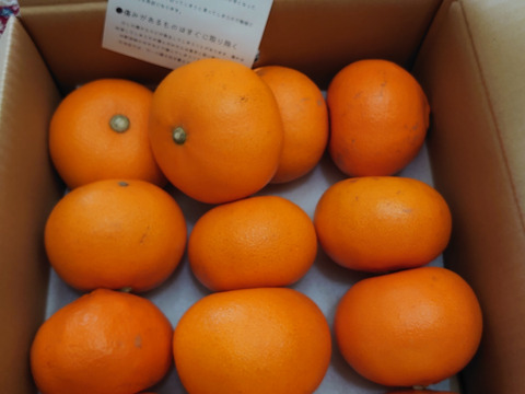 【発送開始】山章農園の訳ありせとか5ｋｇ(ご家庭用)