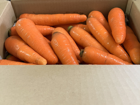 【有機JAS認証】採れたて人参５kg、みずみずしい！味が濃い！甘みも十分！