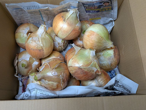 新玉ねぎ『約4.5kg』茨城県産品種は人気NO1ネオアース　【新鮮期間限定】