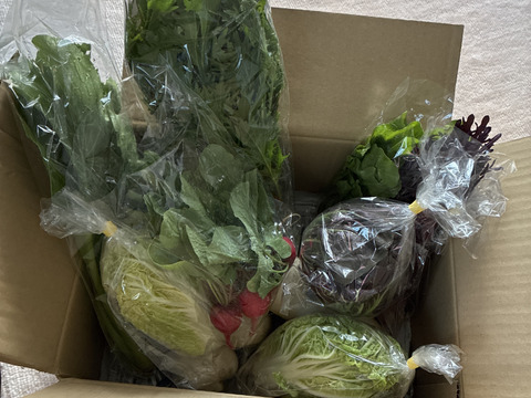 2026年も！畑から直送! 野菜ソムリエ農家　旬のカラフル野菜セット(約7,8品目)