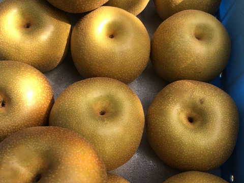 みずみずしさＭＡＸ！　南水梨3Kg（6〜9個）