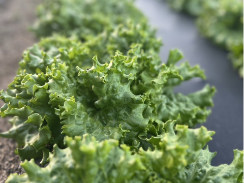 【食べ比べセット】グリーンリーフレタス1玉・サニーレタス1玉　群馬県東吾妻町産