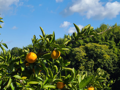 有機JAS認定！　愛媛県が誇る『しまなみ潮風柑橘』シリーズ　伊予柑　(ご家庭用・５㎏箱込み)