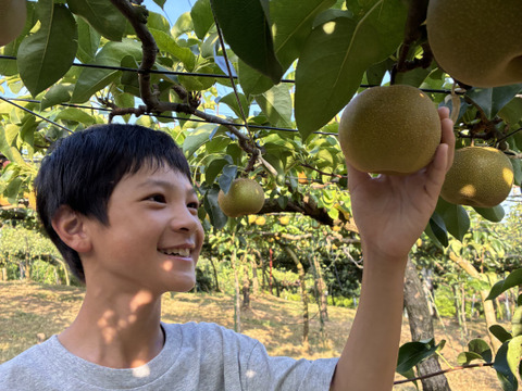 夏到来！ 梨で水分チャージ！ 幸水3キロ 6~9個入り大玉