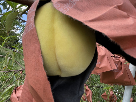 【敬老の日ギフト】【2025年・岡山の白桃・新品種☆白露】果汁たっぷりの白桃（2㎏箱）