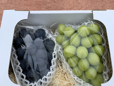 ナガノパープル＆シャインマスカットセット(各1房、合計1.2kg超)