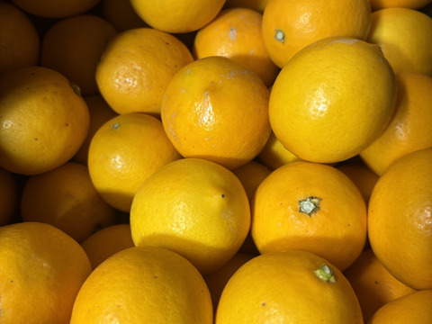 【マイルドな酸味！】マイヤーレモン 約3㎏（家庭用）