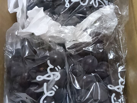 【クール便発送】山梨県産  種なし巨峰 家庭用１㌔箱（2〜4房)