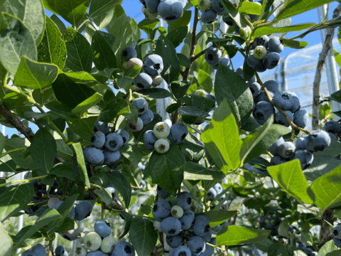 ◉群馬県産◉品種別◉フレッシュ ブルーベリー◉100g×4パック◉農薬不使用