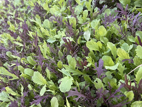 有機栽培ベビーリーフ！味が濃く、何度も食べたくなる！　ミシュランシェフも御用達！500gパック