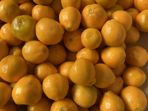 期間限定！金柑２．３キロ　7日収穫分