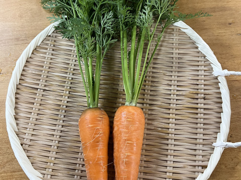 【定期便3ヶ月/旬で新鮮！】淡路島からお届けする新鮮野菜セット Mサイズ（9〜10品入り）の定期便