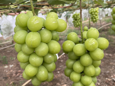 農家直送！完熟シャインマスカット佐久穂産１ｋｇ前後(2房)