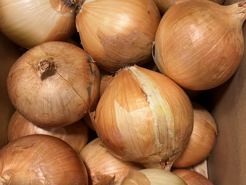 糖度９〜10度！! 甘い！！　淡路島スイートオニオン たまねぎ(5キロ)