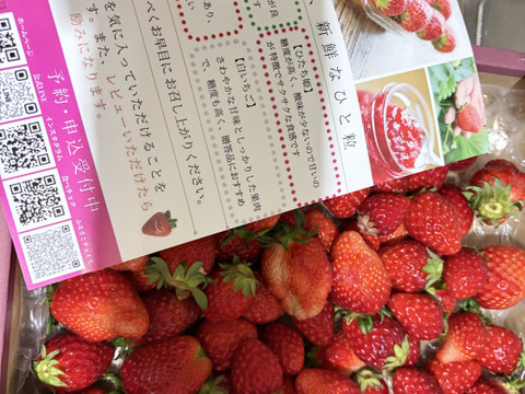 【いばらキッス】！たっぷり８００ｇバラ詰め　サイズ・形、いろいろ