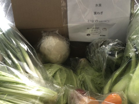 新鮮！旬の野菜セット【SSサイズ：約1.5kg】【7品目】農薬・化学肥料不使用