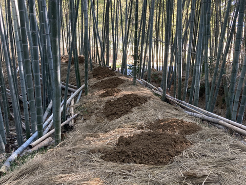 【春限定】シャキッと歯ごたえ！京都・長岡京産タケノコ【4Kg】