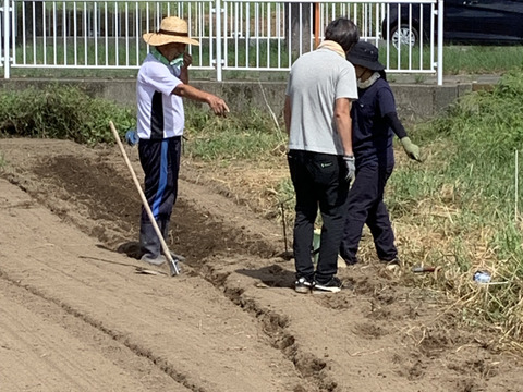 カラフル大根、かぶセットゆずオマケ1.2kg