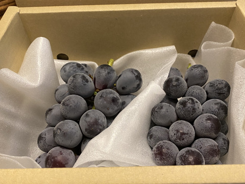 丹波産ナガノパープル　2房