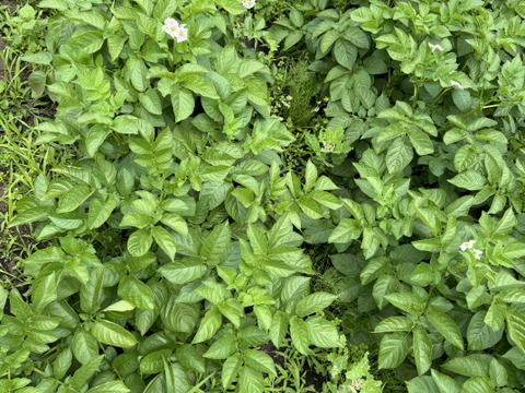 【福袋2025】農薬・化学肥料不使用 新じゃが 男爵 だんしゃく　ごろごろめいっぱい箱いっぱいにお入れしてお届け致します。7月上旬からご予約順に順次収穫して発送致します