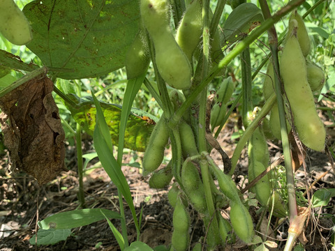恋姫👍丹波篠山の早生枝豆250g✖️5パック ❣️黒枝豆と違った旨味☀️