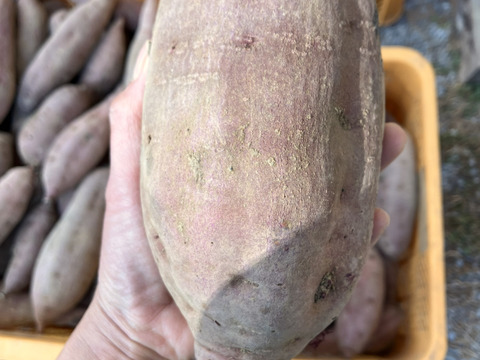 自然栽培〈規格外べにはるか〉大分県産さつまいも 4kg