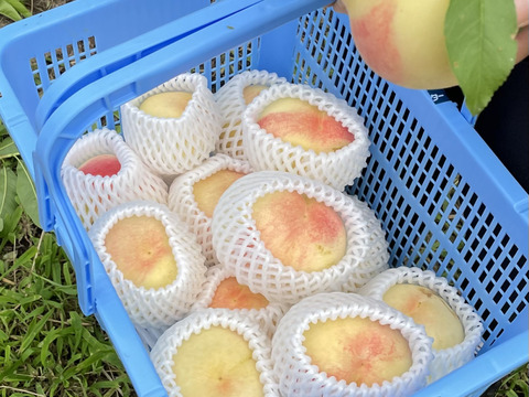 皆様に愛され続けている愛知県犬山市産の桃　　日川白鳳 2ｋｇ　（9個から12個入り）