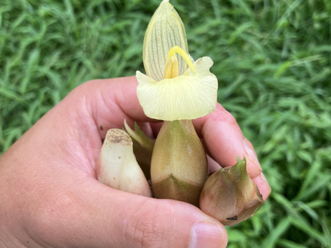 旬は一瞬！天然秋みょうが400g