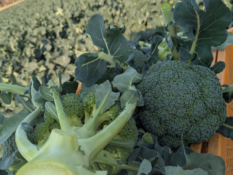 ブロッコリー６つ　春キャベツ３つ
（増量ともちゃんセット）