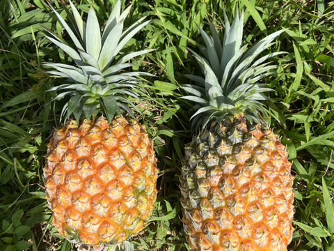 【早い物勝ち】小ぶり樹上完熟ゴールドバレル(一冠、多冠混合)2〜3玉🍍🍍🍍(2kg〜)