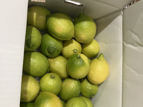 【レモン島からお届け♪】有機JAS認証！皮まで♪オーガニックレモン箱込3kg