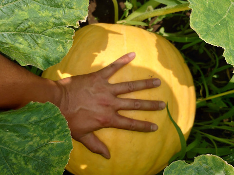 おばけカボチャ　大玉　ハロウィンに