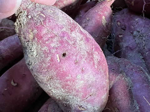 【送料関税無料】 訳ありさつまいも紅あずま（20kg）：北海道産のベニアズマ｜食べ 野菜
