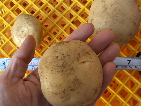 デジマ｜冬の旨みが濃い新じゃが ホクホク皮ごと食べられる島じゃがいも ２kg