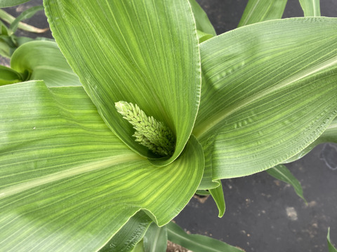 訳ありお得(^^)品種おまかせ【ピュアホワイト】【恵ゴールド】3kg