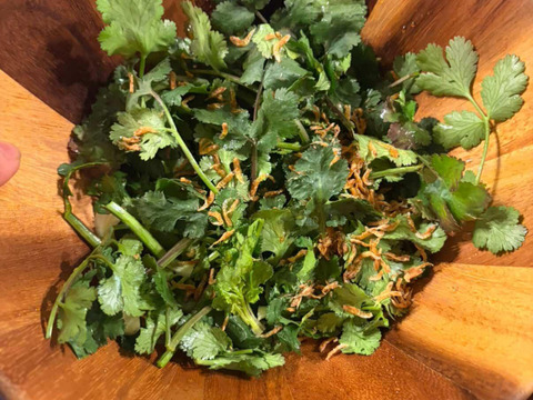 香るパクチー 300g 農薬・化学肥料不使用栽培 埼玉県川越市産