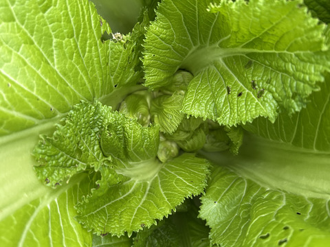 春を先取り！子持ち高菜(祝雷)約600g