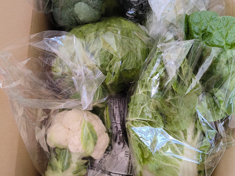 大好評，地層が違う淡路島、大玉ターザン(風袋込み6キロ)