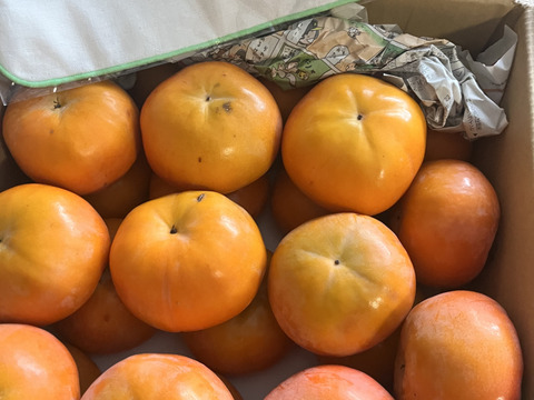 和歌山県産　富有柿　極甘(家庭用)5kg　M～2Lサイズ