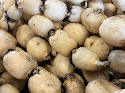 採れたて新鮮！甘い「茨城れんこん」（１kg）