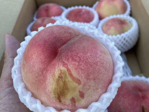 ★ 山形県の農園から直送★　朝もぎ収穫の桃　たっぷり満杯詰めで発送！【ご家庭用】　桃　まどか　約３ kg ９玉～１２玉入