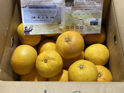 【農家直送】新甘夏（サンフルーツ）家庭用8kg｜愛媛・西宇和産 訳あり 柑橘 さっぱり爽やか