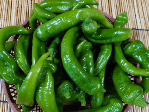 ここだけしかない！京都産　万願寺とうがらし　１kg（ ※曲がり　無選別）